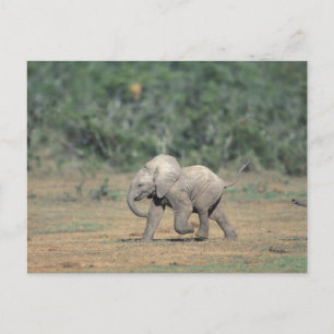 Cartão Postal África do Sul, Parque Nacional Addo Elephant. Bebê