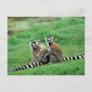 Cartão Postal África, Madagascar, Antananarivo, Tsimbazaza