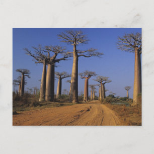 Cartão Postal África, Madagáscar, Morondava, Avenida Baobab.