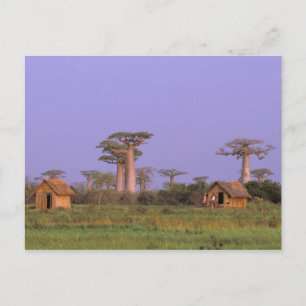 Cartão Postal África, Madagáscar, Morondava. Baobás