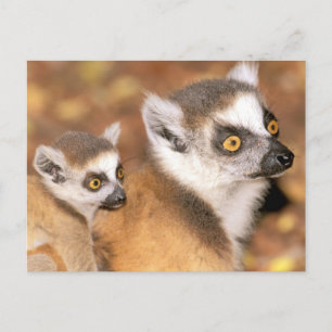 Cartão Postal África, Madagascar, reserva privada de Berenty