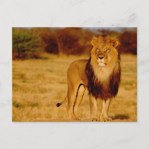 Cartão Postal África, Namíbia, Okonjima. Leão macho solitári