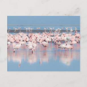 Cartão Postal África, Namíbia, Walvis Bay