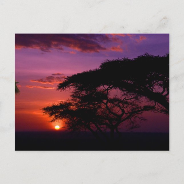 Cartão Postal ÁFRICA: Pôr do Sol no Serengeti (Frente)