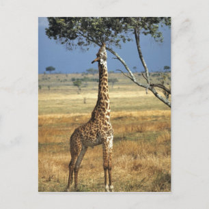 Cartão Postal África, Quênia, Amboseli NP. Uma girafa comum, ou 