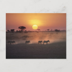 Cartão Postal África, Quênia, Amboseli NP. Zebras caminham para 