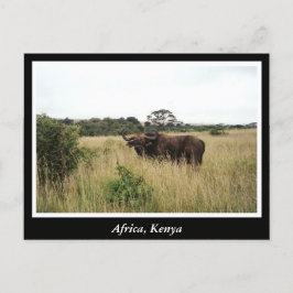 Cartão Postal África Quênia animais selvagens