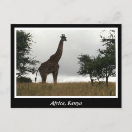 Cartão Postal África Quênia animais selvagens
