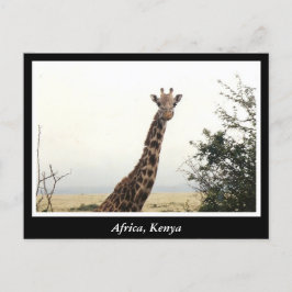 Cartão Postal África Quênia animais selvagens