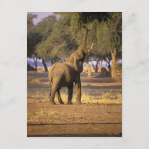 Cartão Postal África, Quênia, Masai Mara. Elefante (Loxodonta
