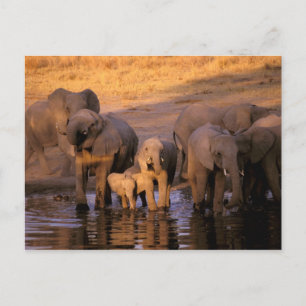 Cartão Postal África, Quênia, Masai Mara. Elefantes (Loxodonta