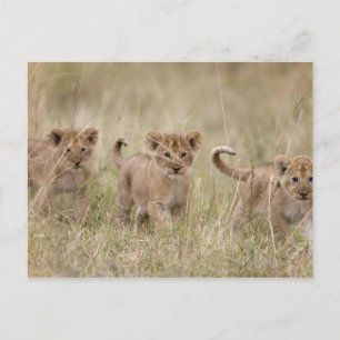 Cartão Postal 'África, Quênia, Masai Mara Game Reserve'