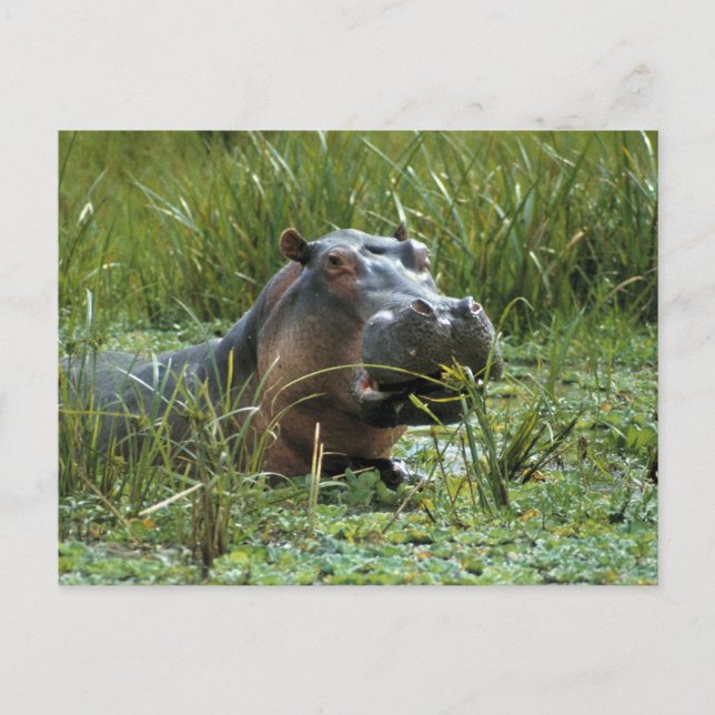 Cartão Postal África, Quênia, Masai Mara NR. Uma mãe hippo (Frente)