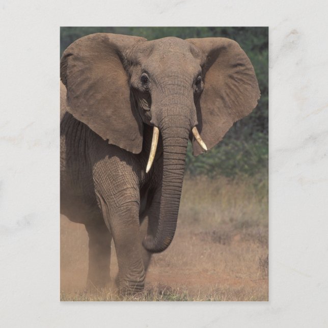 Cartão Postal África, Quénia, Nanyuki, Mpala. Elefante Africano. (Frente)
