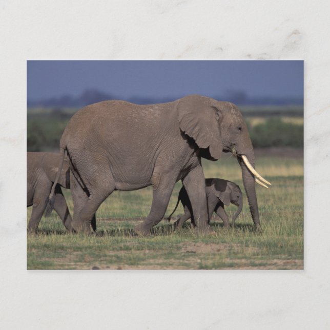 Cartão Postal África, Quênia, Parque Nacional de Amboseli. Afric (Frente)