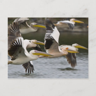 Cartão Postal África. Quênia. Pelicanos brancos em voo no Lago