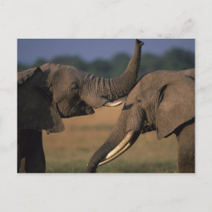 Cartão Postal África, Quênia, Reserva de Caça Masai Mara, Dois T