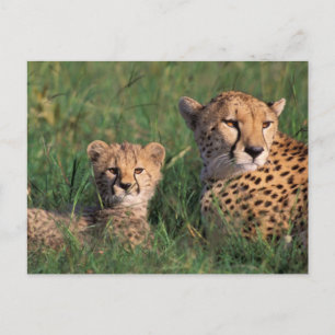 Cartão Postal África, Quênia, Reserva de Caça Masai Mara. Guepar