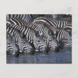 Cartão Postal África, Quênia, Reserva de Caça Masai Mara, Planíc