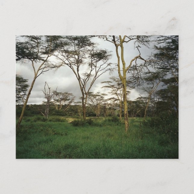 Cartão Postal África Quênia terra selvagem (Frente)