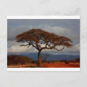 Cartão Postal África Safari Natureza Savana Destino Personalizar
