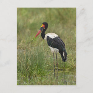 Cartão Postal África. Tanzânia. Cegonha-de-bico-vermelho macho