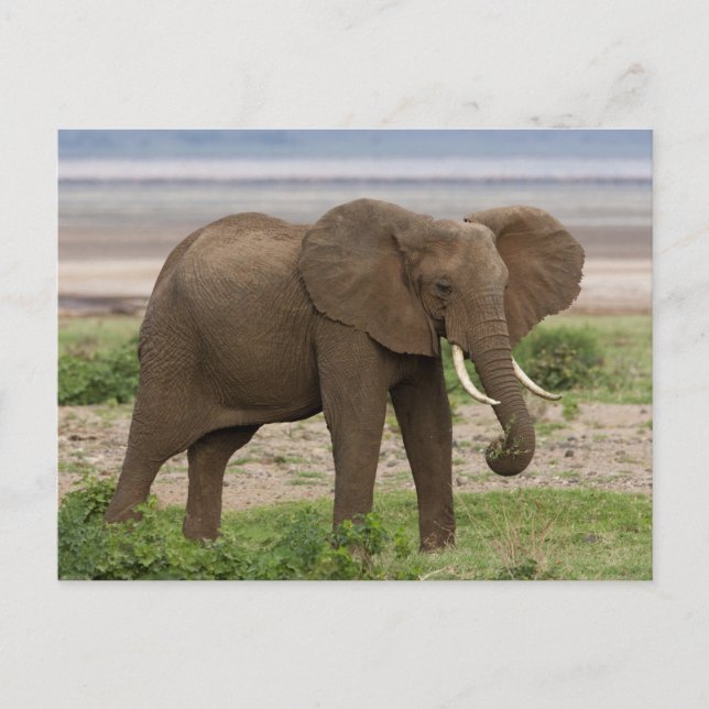 Cartão Postal África. Tanzânia. Elefante no lago Manyara NP. (Frente)