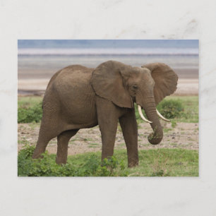 Cartão Postal África. Tanzânia. Elefante no Parque Nacional do L