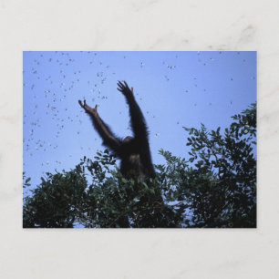 Cartão Postal África, Tanzânia, Glitter alcança o voo