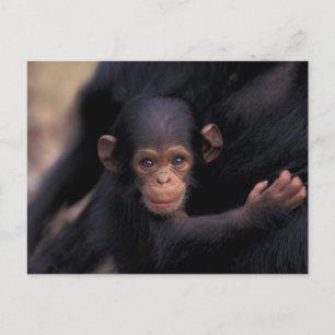 Cartão Postal África, Tanzânia, Gombe Nat'l Park, Flirt, a