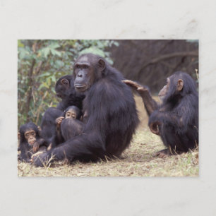 Cartão Postal África, Tanzânia, Gombe NP fêmea infantil
