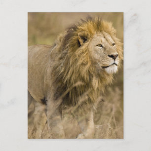 Cartão Postal África. Tanzânia. Leão macho em Ngorongoro