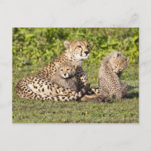 Cartão Postal África. Tanzânia. Mãe de guepardo e filhotes 2