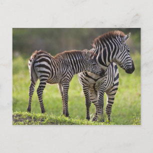 Cartão Postal África. Tanzânia. Mãe Zebra comum e bebê