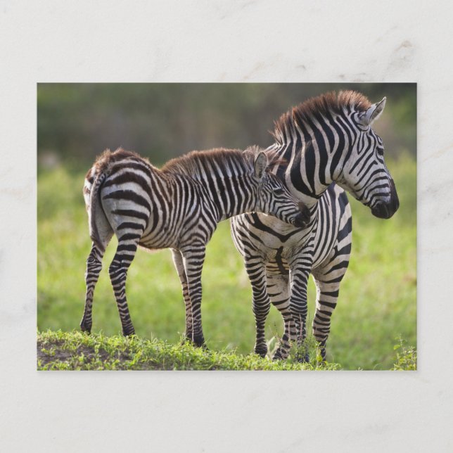 Cartão Postal África. Tanzânia. Mãe Zebra comum e bebê (Frente)
