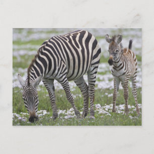 Cartão Postal África. Tanzânia. Mãe zebra e colt em