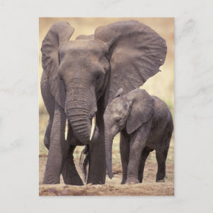 Cartão Postal África, Tanzânia, Parque Nacional de Tarangire. 2