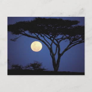Cartão Postal África, Tanzânia, Tarangire. Árvore de Acácia em
