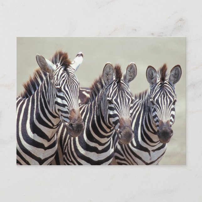 Cartão Postal África, Tanzânia, zebras (Frente)