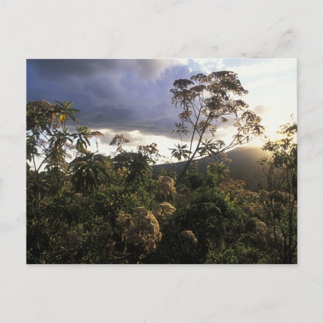 Cartão Postal África, Tanzânia, zona de conservação de Ngorongor (Frente)