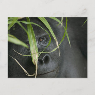 Cartão Postal África, Uganda, Bwindi