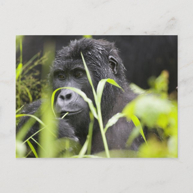 Cartão Postal África Uganda, Bwindi (Frente)