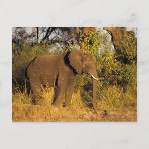 Cartão Postal África, Zimbábue, Victoria Falls National Park.