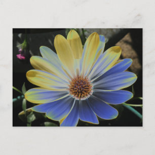 Cartão Postal African Daisy Lapis e Dourado Cartão-postal