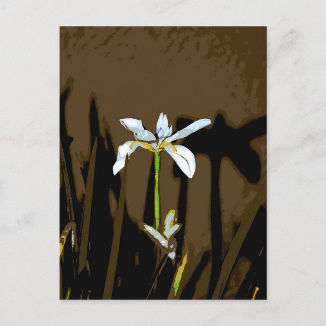 Cartão Postal African Iris Fortnight Lily Flower (Frente)