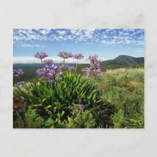 Cartão Postal African Lily (Agapanthus praecox), Mossel Bay