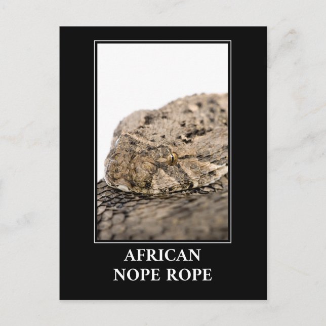 Cartão Postal African Nope Rope - Puff adder Cobra Danger (Frente)
