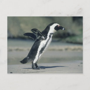 Cartão Postal African Penguin