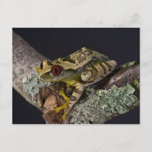 Cartão Postal African Red Eye Treefrog, Leptopelis