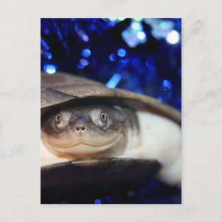 Cartão Postal African Sideneck Turtle Olhando para a câmera